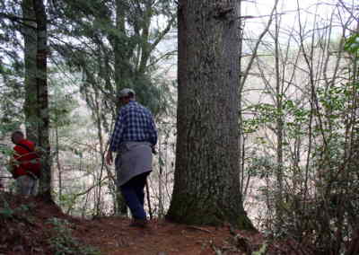 The Chattooga River Trail has many giant White Pines along the way.
