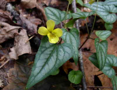 The early Spring wildflowers are starting to bloom. (Halberd-leaved Violet)