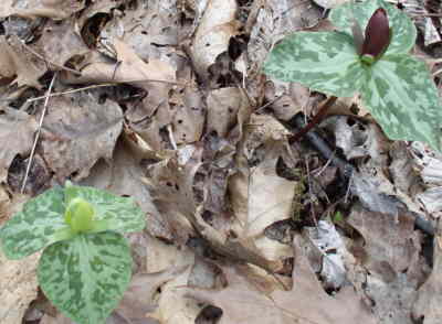 This is an excellent wildflower trail. Here are Yellow and Red Toadshade Trilliums.