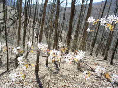 This is a Service Berry tree in bloom along the trail.