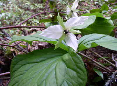 The most awesome wildflower find of the day! A white "Stinking Benjamin" Trillium (Trillium erectum)