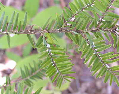 This Eastern Hemlock is sadly infested with the Hemlock Wooly Adelgid. This pest is severly damaging and is threatening the existence of this magnificent species.