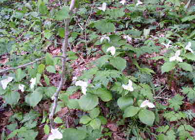 One of countless patches of Trillium.