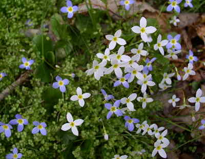 These are Bluets (Houstonia serpyllifolia) In our area, most are blue but these had some white blossoms.