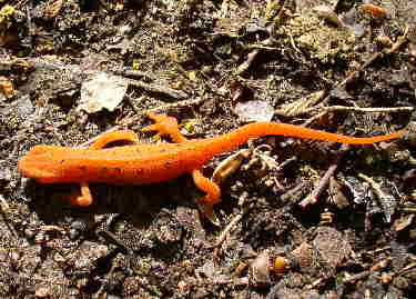 A nice little red salamander on the trail.