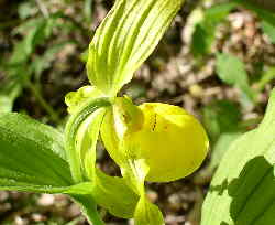 Great wildflower day! Yellow Lady Slipper.