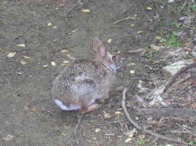 Nice little bunny in the middle of the Appalachian Trail.