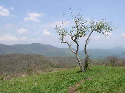 The old apple tree at the top of Siler Bald.