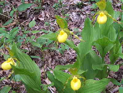 Outstanding wildflower find of the day - Yellow Lady Slippers!