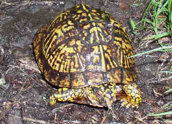 This Box Turtle was going the same direction on the A.T. Last week we had a Rabbit and this week we complete the "Tortoise and the Hare".