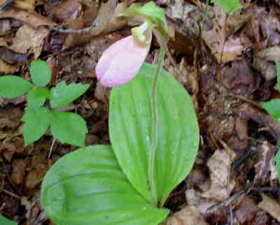 Outstanding wildflower find of the day - Pink Lady Slippers!