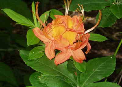A beautiful Flame Azalea (Rhododendron calendulaceum) .