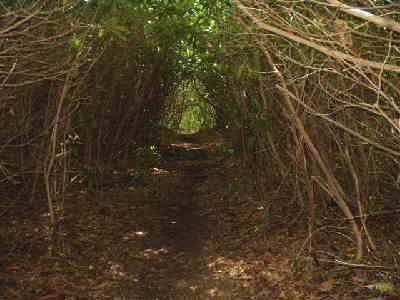 The trail passes through a Rhododendron tunnel near Muskrat Creek.