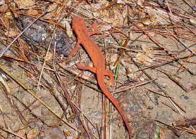 We share the trail with this nice Red-spotted Salamander.