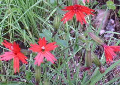 Wildflowers are abundant - these are Fire Pink (Silene virginica).