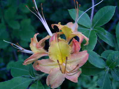 A good wildflower trail. Flame Azalea (Rhododendron calendulaceum).