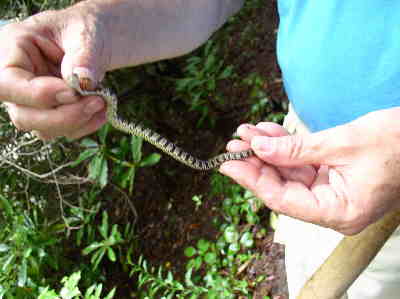Dan picked up this little snake for a closer look. Probably a young Banded Water Snake?
