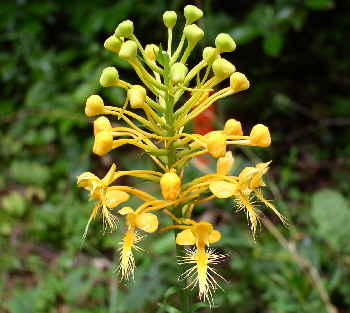 Wildflower of the day! Yellow Fringed Orchid (Platanthera ciliaris).