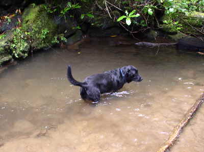 Jet enjoys the water all along the trail.