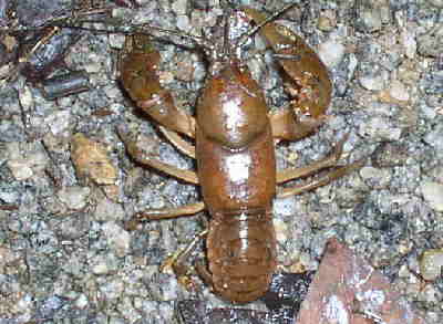 A crayfish on the trail near a creek.