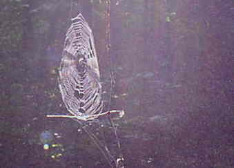 A nice spider web near the falls.