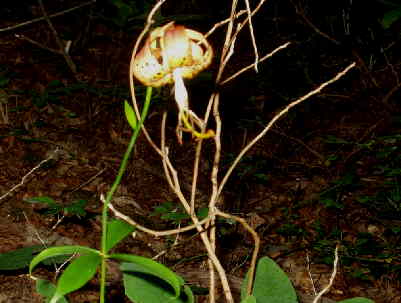 A nice Turk's Cap Lily.