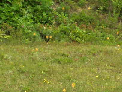 A large group of Yellow-fringed Orchids next to the road.