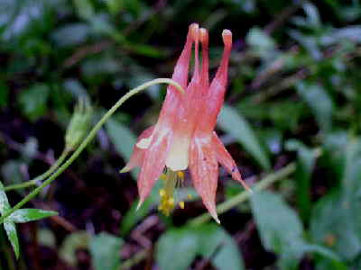 Wildflower of the day. Wild Columbine (Aquilegia canadensis).