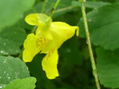 Another wildflower find. Pale Jewelweed (Impatiens pallida)
