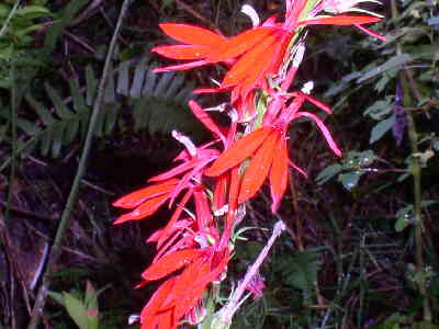 Wildflower of the day - Cardinal Flower (Lobelia cardinalis).