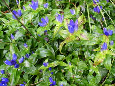 Wildflower of the day. Closed Gentian (Gentiana andrewsii)
