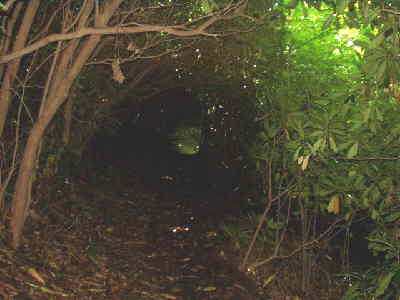 The trail passes through this amazing rhododendron tunnel.