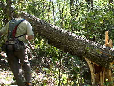 A common site today! Lots of trees down due to Hurricane Ivan which passed by a few days earlier.