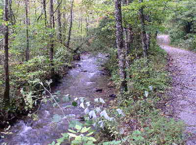 The trail crosses this nice stream and F.S. Road 107 about 3.5 miles out.