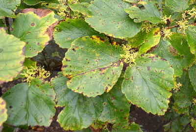 Witch-hazel (Hamamelis virginiana) was still blooming.