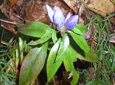 Mountain Gentian (Gentiana decora)
