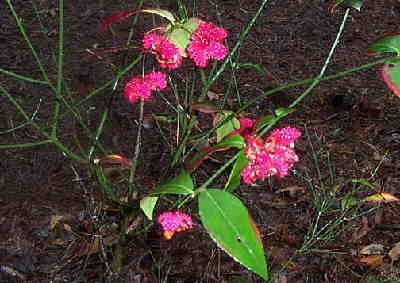 Wildflower of the day! Hearts-a-Burstin' (Euonymus americanus)