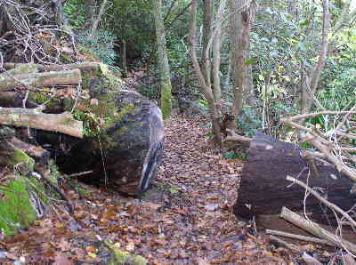 A typical view of the trail showing the nice clean-up work of the Bartram Trail Society volunteers.