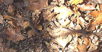 We almost stepped on this nice Garter Snake on the trail.