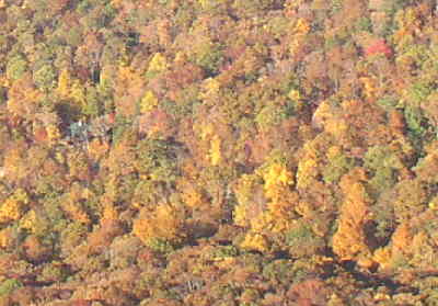Looking down below into the valley, we find nice color!