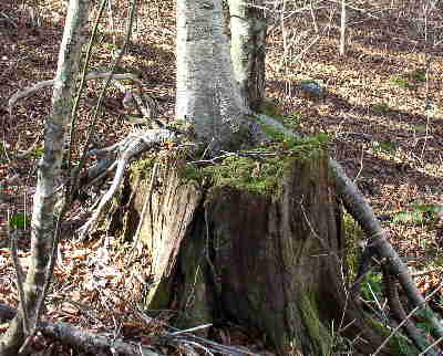 Nature's wonder of the day! A rather large birch tree growing out of this old tree stump.