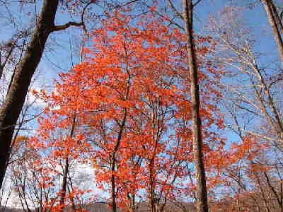 There are still some spots of nice color in the forest!
