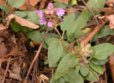 There are only a few wildflower hold-outs. Heal-all (Prunella vulgaris)