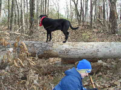 Here we encounter a trail obstruction. Jet has no problem with it!