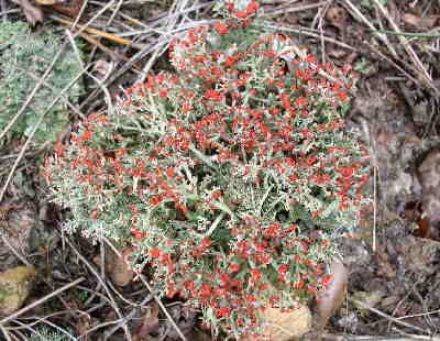 A colorful patch of lichen called British Soldiers (Cladonia cristatella)