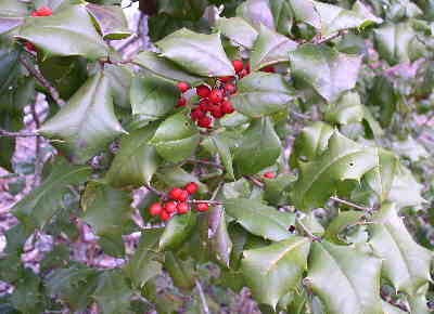 Appropriate for the Christmas season, we find this American Holly (Ilex opaca).