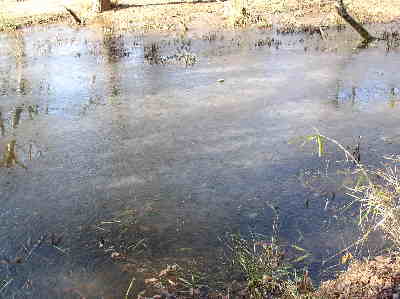 This cove at the upper end of the lake was iced over.