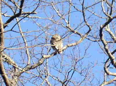 We surprised a Barred Owl and he flew up and perched in this tree.