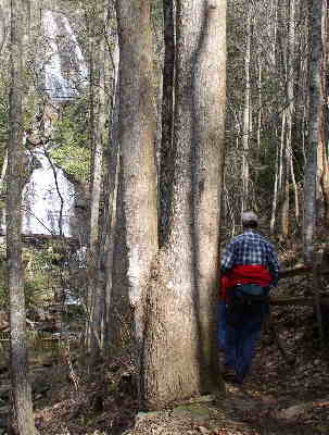 Here we are approaching beautiful Anna Ruby Falls.