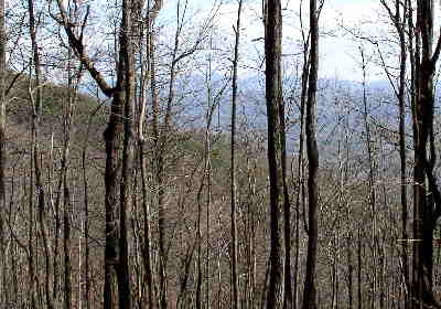 A typical woodland view along the Smith Creek Trail.
